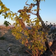 Prunus avium at Tuggeranong, ACT - 10 Sep 2023