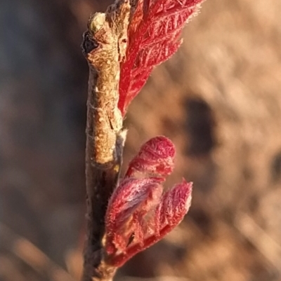 Unidentified Other Tree at Fadden, ACT - 9 Sep 2023 by KumikoCallaway