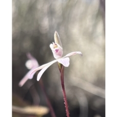 Caladenia fuscata (Dusky Fingers) at Canberra Central, ACT - 10 Sep 2023 by YellowButton