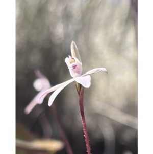 Caladenia fuscata at Canberra Central, ACT - suppressed