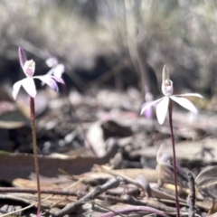 Caladenia fuscata at Canberra Central, ACT - suppressed