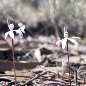 Caladenia fuscata at Canberra Central, ACT - suppressed