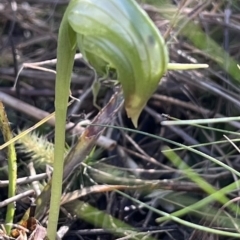 Pterostylis nutans (Nodding Greenhood) at Canberra Central, ACT - 10 Sep 2023 by YellowButton