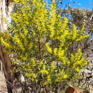 Acacia rubida at Rendezvous Creek, ACT - 10 Sep 2023 11:05 AM