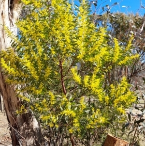 Acacia rubida at Rendezvous Creek, ACT - 10 Sep 2023