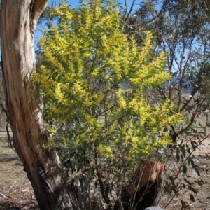 Acacia rubida at Rendezvous Creek, ACT - 10 Sep 2023