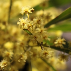 Acacia rubida at Rendezvous Creek, ACT - 10 Sep 2023