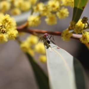 Acacia rubida at Rendezvous Creek, ACT - 10 Sep 2023