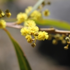 Acacia rubida at Rendezvous Creek, ACT - 10 Sep 2023 11:05 AM