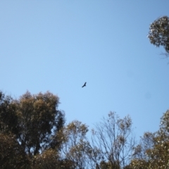 Aquila audax (Wedge-tailed Eagle) at Rendezvous Creek, ACT - 10 Sep 2023 by VanceLawrence