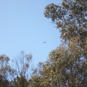 Aquila audax at Rendezvous Creek, ACT - 10 Sep 2023