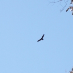 Aquila audax at Rendezvous Creek, ACT - 10 Sep 2023 10:33 AM