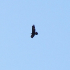 Aquila audax at Rendezvous Creek, ACT - 10 Sep 2023