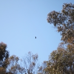 Aquila audax at Rendezvous Creek, ACT - 10 Sep 2023