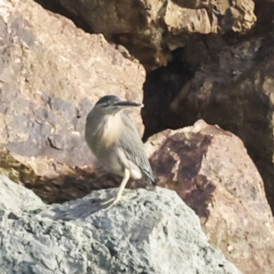 Butorides striata (Striated Heron) at Hamilton Island, QLD - 8 Aug 2023 by AlisonMilton