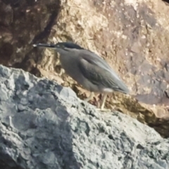 Butorides striata at Hamilton Island, QLD - 8 Aug 2023 03:58 PM