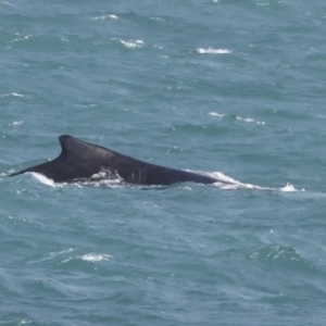 Megaptera novaeangliae at Whitsundays, QLD - 8 Aug 2023