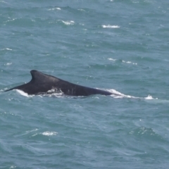 Megaptera novaeangliae (Humpback Whale) at Whitsundays, QLD - 8 Aug 2023 by AlisonMilton