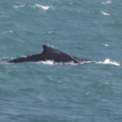 Megaptera novaeangliae at Whitsundays, QLD - 8 Aug 2023 04:14 PM