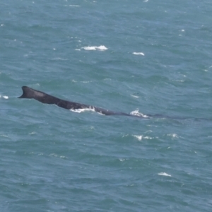 Megaptera novaeangliae at Whitsundays, QLD - 8 Aug 2023