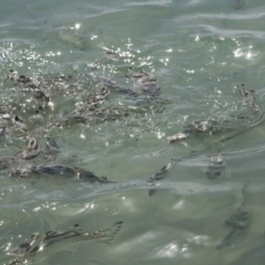 Unverified Fish at Whitsundays, QLD - 8 Aug 2023 by AlisonMilton