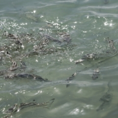 Unidentified Fish at Whitsundays, QLD - 8 Aug 2023 by AlisonMilton