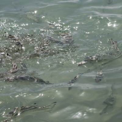 Unverified Fish at Whitsundays, QLD - 8 Aug 2023 by AlisonMilton