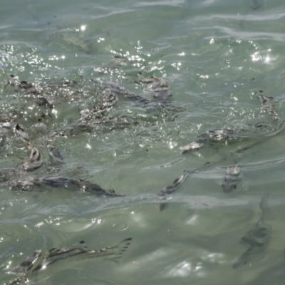 Unidentified Fish at Whitsundays, QLD - 8 Aug 2023 by AlisonMilton