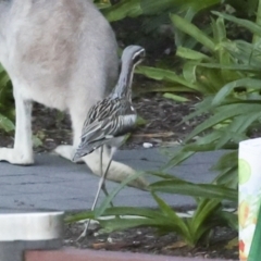 Burhinus grallarius (Bush Stone-curlew) at Whitsundays, QLD - 8 Aug 2023 by AlisonMilton