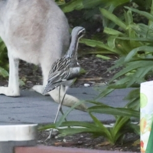 Burhinus grallarius (Bush Stone-curlew) at Whitsundays, QLD by AlisonMilton