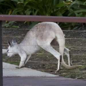 Macropus giganteus at Whitsundays, QLD - 8 Aug 2023 04:34 PM