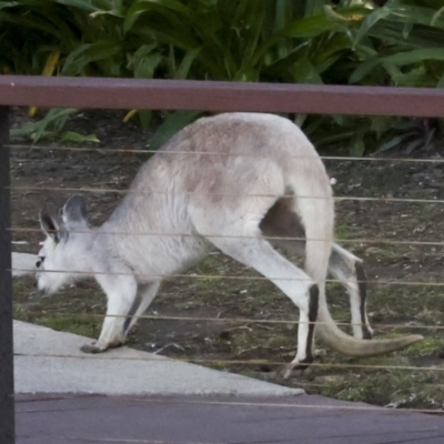 Macropus giganteus (Eastern Grey Kangaroo) at Whitsundays, QLD - 8 Aug 2023 by AlisonMilton