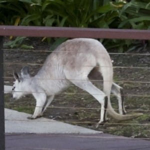Unidentified Kangaroo or Wallaby at suppressed by AlisonMilton