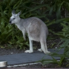 Macropus giganteus at Whitsundays, QLD - 8 Aug 2023 04:34 PM