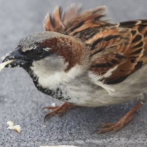 Passer domesticus at Whitsundays, QLD - 8 Aug 2023 04:38 PM