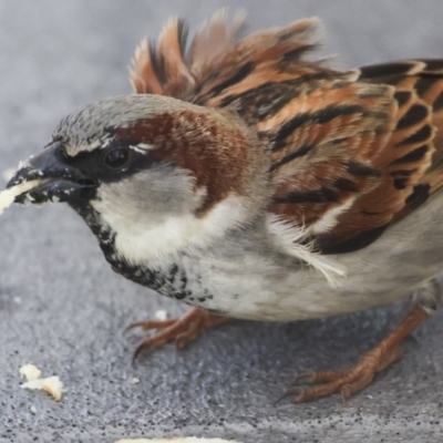 Passer domesticus (House Sparrow) at Whitsundays, QLD - 8 Aug 2023 by AlisonMilton