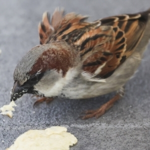 Passer domesticus at Whitsundays, QLD - 8 Aug 2023 04:38 PM