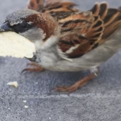 Passer domesticus at Whitsundays, QLD - 8 Aug 2023 04:38 PM