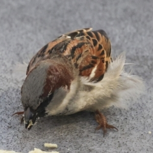 Passer domesticus at Whitsundays, QLD - 8 Aug 2023 04:38 PM