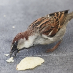 Passer domesticus at Whitsundays, QLD - 8 Aug 2023 04:38 PM