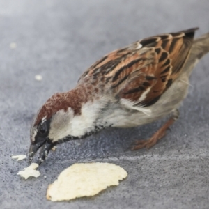 Passer domesticus at Whitsundays, QLD - 8 Aug 2023