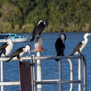 Phalacrocorax varius at Airlie Beach, QLD - 8 Aug 2023