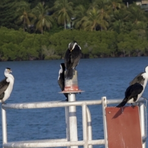 Phalacrocorax varius at Airlie Beach, QLD - 8 Aug 2023 04:59 PM