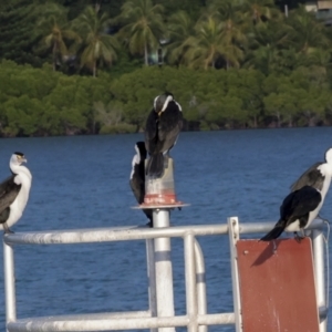 Phalacrocorax varius at Airlie Beach, QLD - 8 Aug 2023