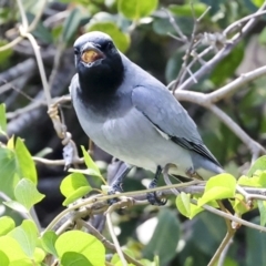 Coracina novaehollandiae (Black-faced Cuckooshrike) at Airlie Beach, QLD - 8 Aug 2023 by AlisonMilton