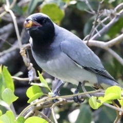 Coracina novaehollandiae at Airlie Beach, QLD - 9 Aug 2023 07:32 AM