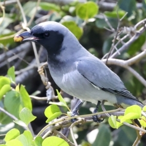 Coracina novaehollandiae at Airlie Beach, QLD - 9 Aug 2023