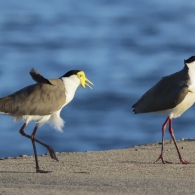 Vanellus miles (Masked Lapwing) at Townsville City, QLD - 9 Aug 2023 by AlisonMilton