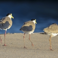 Vanellus miles at Townsville City, QLD - 9 Aug 2023 05:21 PM