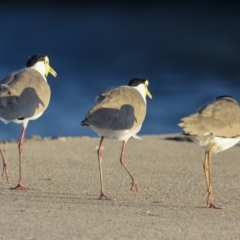 Vanellus miles at Townsville City, QLD - 9 Aug 2023